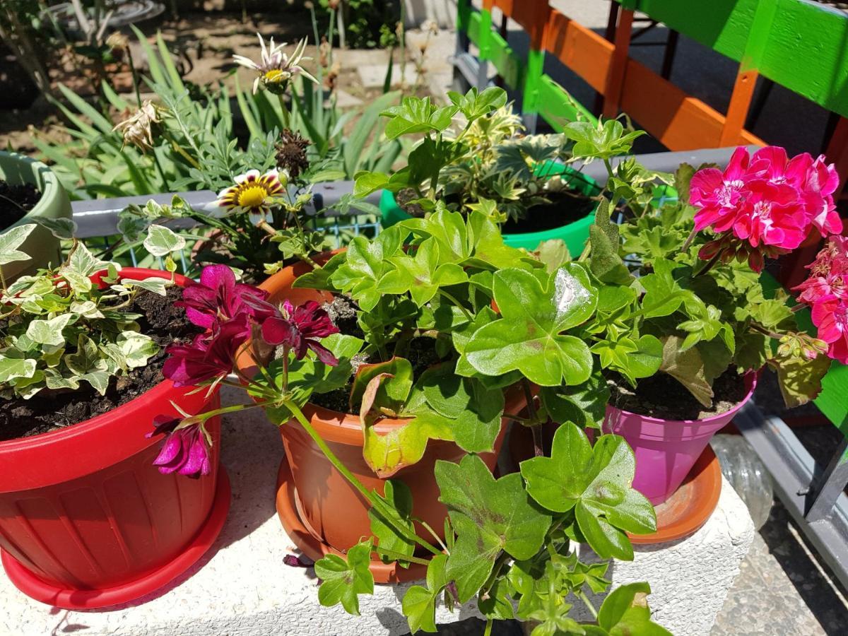 Casa Simona Hotel 2 Mai Ngoại thất bức ảnh